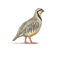 devilishchukar