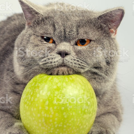 Isaac_Meowton