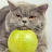 Isaac_Meowton